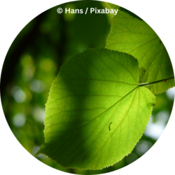 Nahaufnahme eines grünen Blattes im Gegenlicht, mit sichtbaren Blattadern und unscharfem grünem Hintergrund.