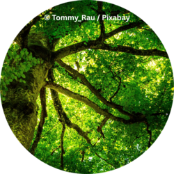 Blick nach oben in die dichte grüne Baumkrone mit verzweigten Ästen und Sonnenlicht zwischen den Blättern.