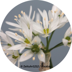 Nahaufnahme mehrerer kleiner, weißer Blüten mit feinen Blütenblättern und gelblichen Staubgefäßen vor unscharfem Hintergrund.