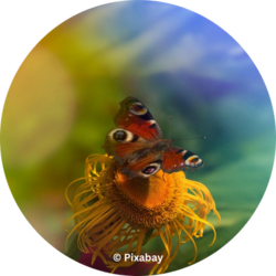 Ein Tagpfauenauge sitzt auf einer gelben Blüte vor buntem, unscharfem Hintergrund.